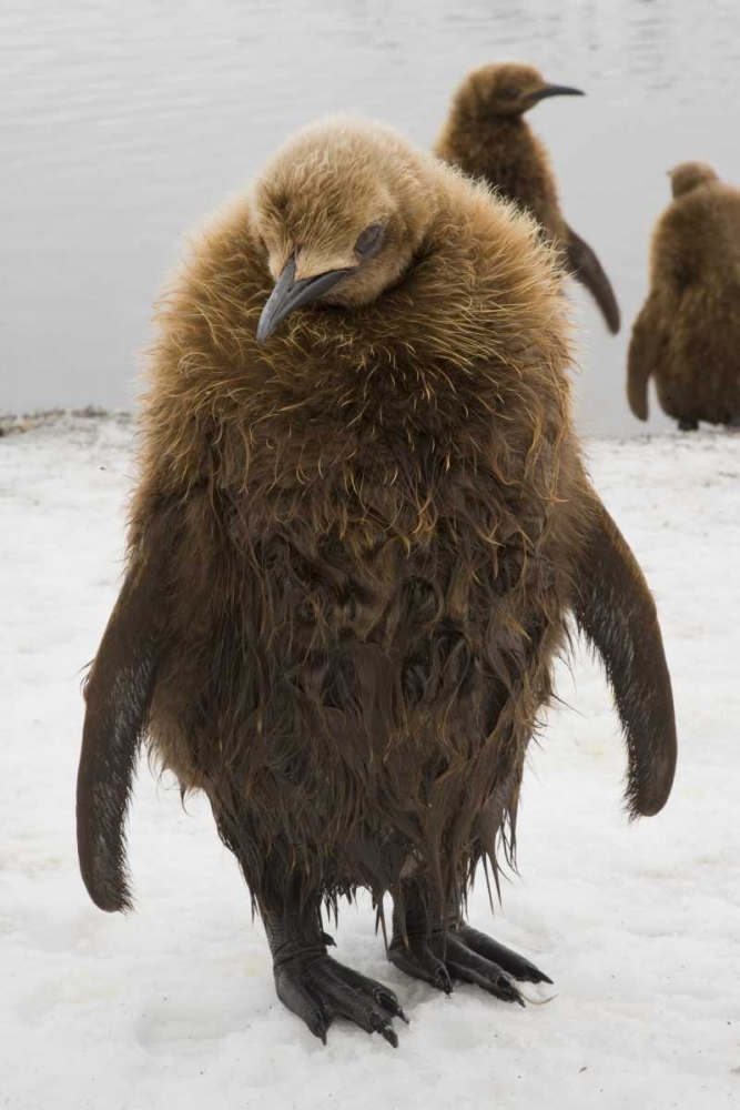 South Georgia Island Dripping king penguin chick